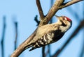 Lesser Spotted Woodpecker, Dryobates minor, Dendrocopos minor. The smallest woodpecker sits on a tree branch Royalty Free Stock Photo