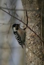 Lesser spotted woodpecker Dryobates minor Royalty Free Stock Photo