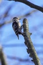 Lesser spotted woodpecker Dryobates minor Royalty Free Stock Photo