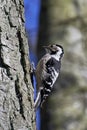 Lesser spotted woodpecker Dryobates minor Royalty Free Stock Photo