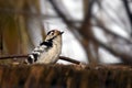 Lesser spotted woodpecker Dryobates minor male searching for food from rotten stump. Royalty Free Stock Photo