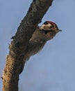 Woodpecker hiding behind the branch