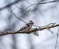 The lesser spotted woodpecker (Dryobates minor) sits on a branch. Royalty Free Stock Photo