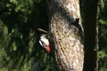 Lesser spotted woodpecker Dryobates minor Royalty Free Stock Photo