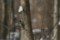 Lesser spotted woodpecker Dryobates minor Royalty Free Stock Photo