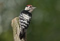 Lesser spotted woodpecker (Dryobates minor) Royalty Free Stock Photo