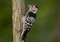 Lesser spotted woodpecker (Dryobates minor)