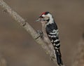 Lesser spotted woodpecker (Dryobates minor) Royalty Free Stock Photo