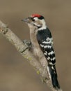 Lesser spotted woodpecker (Dryobates minor) Royalty Free Stock Photo