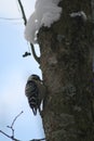 Lesser spotted woodpecker Dryobates minor Royalty Free Stock Photo