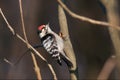 Lesser spotted woodpecker exams branches in autumn season