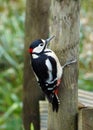 Lesser spotted woodpecker Royalty Free Stock Photo