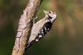 Lesser spotted woodpecker male sits on the branch Royalty Free Stock Photo