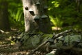 Lesser Spotted Woodpecker on Old Log in  lush Woodlands Royalty Free Stock Photo