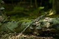 Lesser Spotted Woodpecker on Old Log in  lush Woodlands Royalty Free Stock Photo