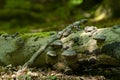 Lesser Spotted Woodpecker on Old Log in  lush Woodlands Royalty Free Stock Photo