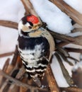 Lesser Spotted Woodpecker perched on snowy branches of wine