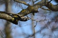 Lesser Spotted Woodpecker Royalty Free Stock Photo