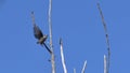 Lesser spotted woodpecker takes flight from the branch Royalty Free Stock Photo