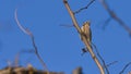 Lesser spotted woodpecker on top of a tree branch in the blue sky Royalty Free Stock Photo