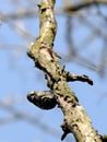 Lesser Spotted Woodpecker on a tree trunk, blurred sky background Royalty Free Stock Photo