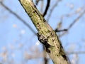 Lesser Spotted Woodpecker on a tree trunk, blurred sky background Royalty Free Stock Photo