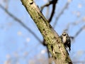 Lesser Spotted Woodpecker on a tree trunk, blurred sky background Royalty Free Stock Photo