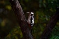 Lesser spotted woodpecker on tree trunk. Fall Royalty Free Stock Photo