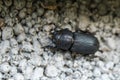 Lesser Stag Beetle close up Royalty Free Stock Photo