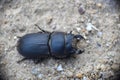 Lesser stag beetle (Dorcus parallelipipedus) on dirt and stone road. Royalty Free Stock Photo