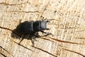 A Lesser Stag Beetle, Dorcus parallelipipedus, on a rotting log in woodland in the UK. Royalty Free Stock Photo