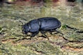 Lesser stag beetle Dorcus parallelipipedus Royalty Free Stock Photo