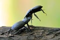 Lesser stag beetle (Dorcus parallelipipedus)