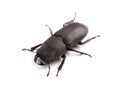 Lesser stag beetle (Dorcus parallelipipedus) on white Royalty Free Stock Photo