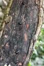 Lesser stag beetles on a habitat tree.