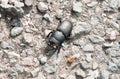 Lesser stag dorcus parallelipipedus beetle on ground Royalty Free Stock Photo