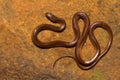Lesser Striped Naked Snake, Liopeltis calamaria, Kaas, Satara District, Maharashtra