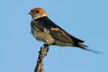 Lesser striped swallow Royalty Free Stock Photo