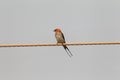 Lesser striped swallow in Ghana Royalty Free Stock Photo