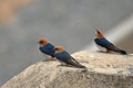 Lesser striped swallow (Cecropis abyssinica) Royalty Free Stock Photo