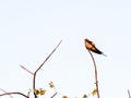 Lesser striped swallow, Cecropis abyssinica, sitting on a branch, Botswana