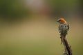 The lesser striped swallow Cecropis abyssinica sitting on the branch. Royalty Free Stock Photo