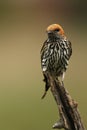 The lesser striped swallow Cecropis abyssinica sitting on the branch Royalty Free Stock Photo