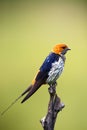 The lesser striped swallow Cecropis abyssinica sitting on the branch. Swallow with green background.African swallov on the Royalty Free Stock Photo