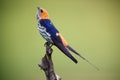 The lesser striped swallow Cecropis abyssinica sitting on the branch. Swallow with green background. A singing swallow on a Royalty Free Stock Photo