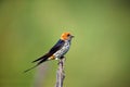 The lesser striped swallow Cecropis abyssinica sitting on the branch. Swallow with green background. A singing swallow on a Royalty Free Stock Photo