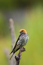 The lesser striped swallow Cecropis abyssinica sitting on the branch. Swallow with green background. A singing swallow on a