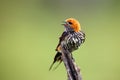 The lesser striped swallow Cecropis abyssinica sitting on the branch. Swallow with green background. A singing swallow on a Royalty Free Stock Photo