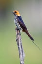 The lesser striped swallow Cecropis abyssinica sitting on the branch. Swallow with green background.African swallov on the