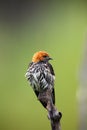 The lesser striped swallow Cecropis abyssinica sitting on the branch. Swallow with green background. A singing swallow on a Royalty Free Stock Photo